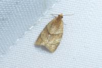 Clepsis rurinana