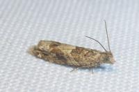 Rhopobota naevana