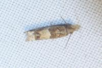 Rhopobota naevana