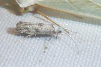 Paraswammerdamia albicapitella