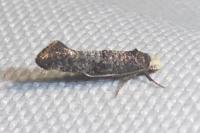 Swammerdamia pyrella