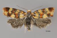 Aethes tesserana