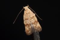 Symmoca orphnella