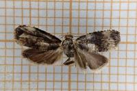 Endothenia oblongana