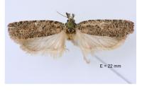 Agonopterix rutana