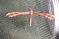 Oxyptilus