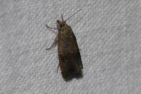 Celypha striana