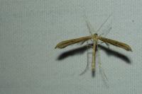 Emmelina monodactyla