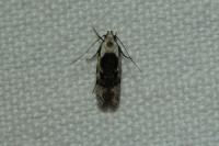 Carpatolechia decorella