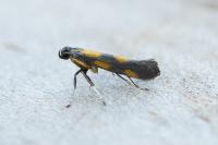 Euspilapteryx auroguttella