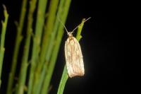 Agonopterix nervosa