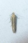 Mirificarma mulinella