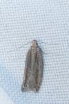 Mirificarma mulinella