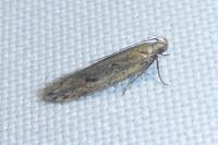 Mirificarma mulinella