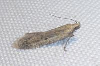 Mirificarma mulinella