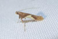 Caloptilia stigmatella