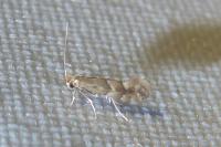 Phyllonorycter