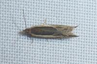 Ancylis apicella