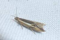 Ancylis apicella