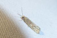 Bactra lancealana