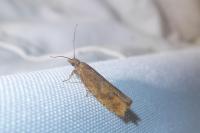 Epinotia caprana