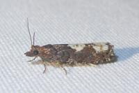 Epinotia trigonella