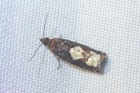 Epinotia trigonella