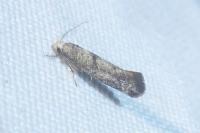 Swammerdamia pyrella