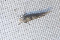 Swammerdamia pyrella