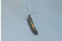 Coleophora