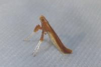 Caloptilia