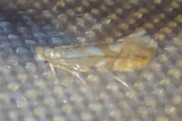 Phyllonorycter