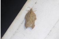 Acleris emargana