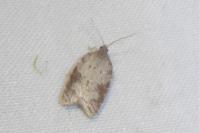 Acleris sparsana