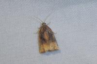 Archips podana