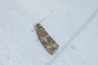 Celypha