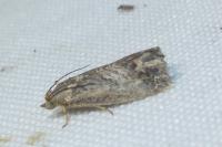 Cydia fagiglandana/splendana