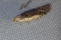 Epinotia ramella