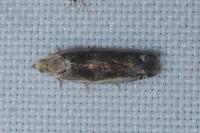 Epinotia ramella