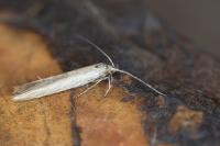 Coleophora vestianella