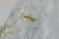 Elachista utonella