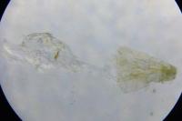 Elachista utonella