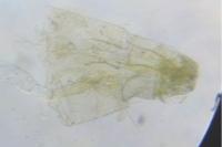 Elachista utonella