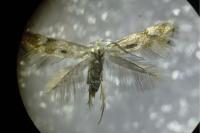 Elachista utonella