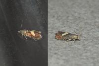 Dichrorampha petiverella