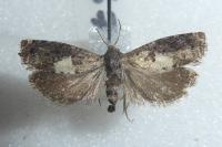 Epiblema cirsiana