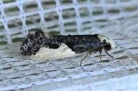 Monopis monachella