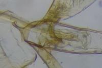 Phyllonorycter salicicolella