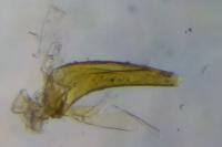 Dichrorampha plumbana