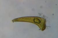 Dichrorampha plumbana